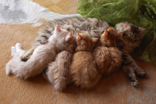 die R-chen sind genau 8 Wochen alt.jpg